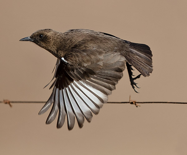 Ant-eating Chat in flight